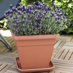 Square Patio Pot 30cm anthracite